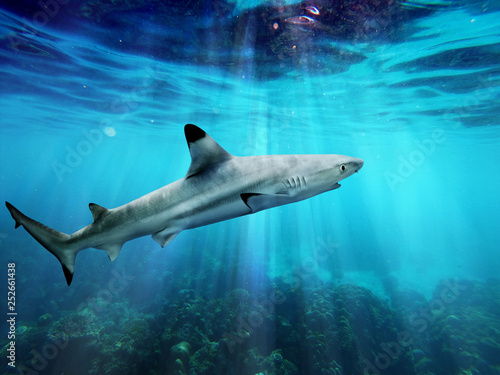 Blacktip reef shark swiming in blue sea with light rays underwater
