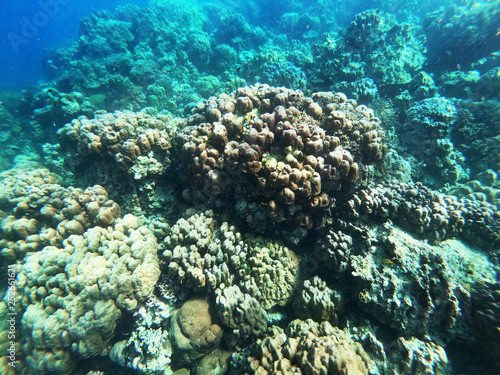 coral bleaching from global warming