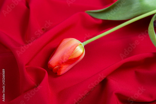 red tulips on a red fabric background