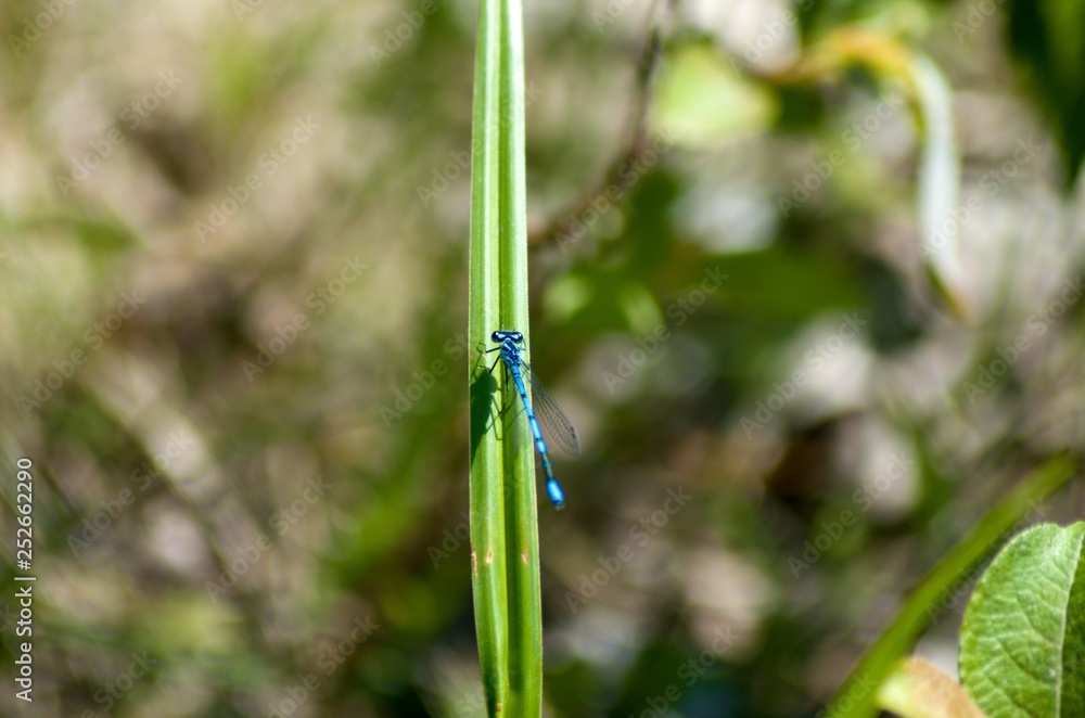 dragonfly on grass dragonfly on grass