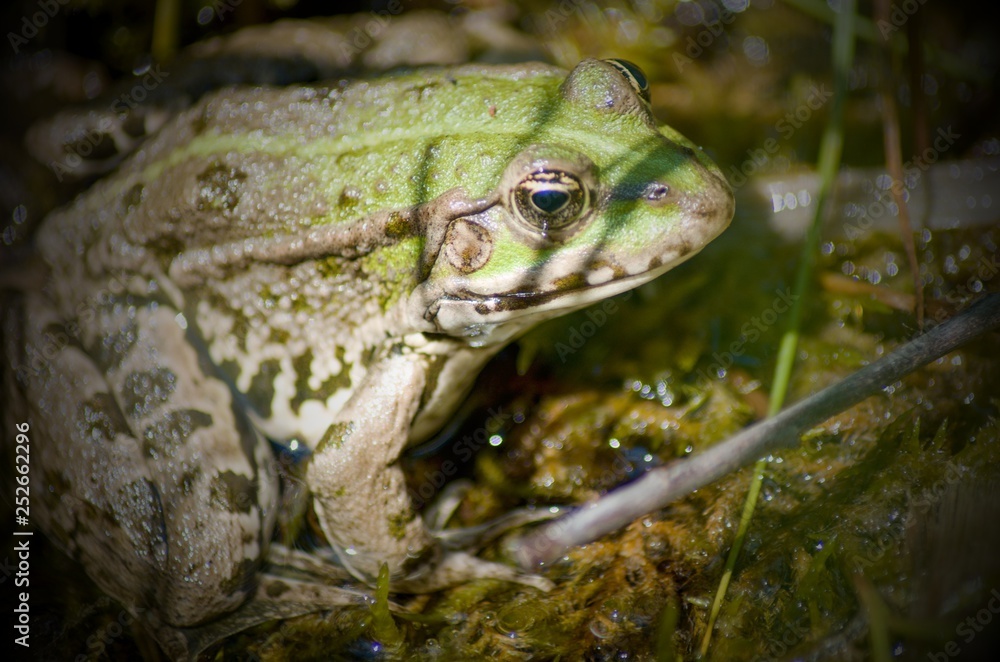 Fototapeta premium frog in pond