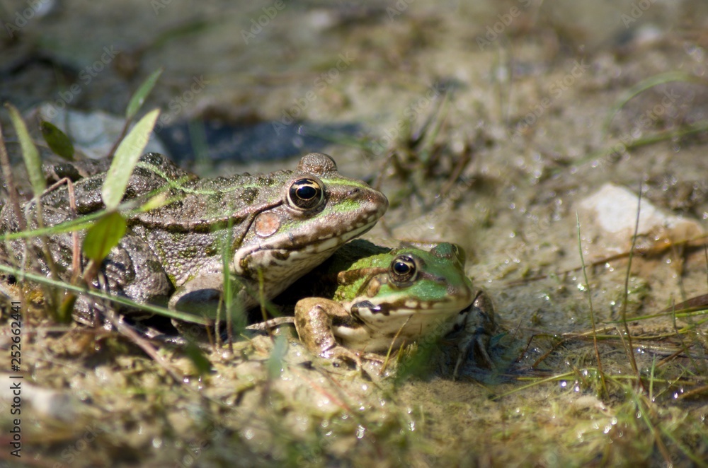 Fototapeta premium frog in grass