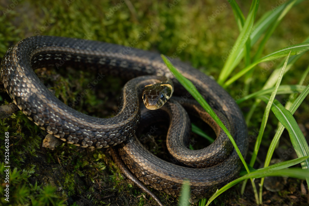 Natrix, Snake, Colubridae in the forest, close up. Natrix, Snake, Colubridae in the forest, close up.