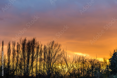 Fototapeta Naklejka Na Ścianę i Meble -  orange sunset on trees