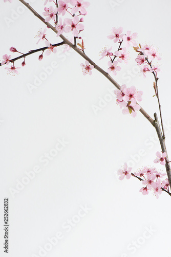 Little rose, pink flower of japanese plum tree in the spring © Zuzana Gajdosikova