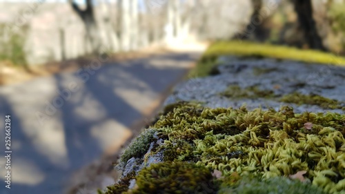 Moss on the edge of a rural road