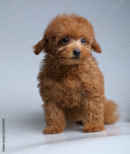 toy poodle dog cute puppy 