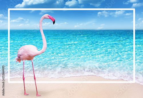 pink flamingo on sandy beach and soft blue ocean wave summer concept background