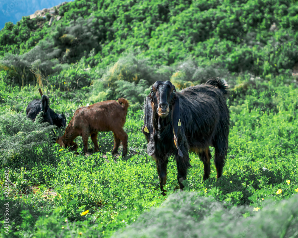Flock of young goats grazing on a pasture in the mountains on a sunny summer day. Anglo Nubian breed of domestic goat Flock of young goats grazing on a pasture in the mountains on a sunny summer day. Anglo Nubian breed of domestic goat