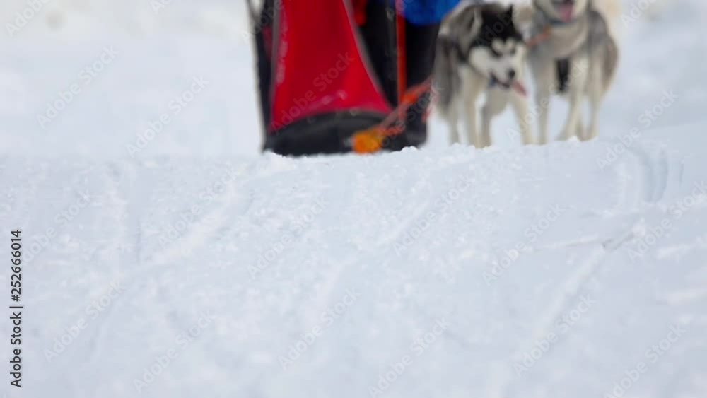 Husky dog and woman athlete during skijoring competitions Husky dog and woman athlete during skijoring competitions
