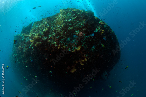 Fototapeta Naklejka Na Ścianę i Meble -  Amazing underwater world - 
