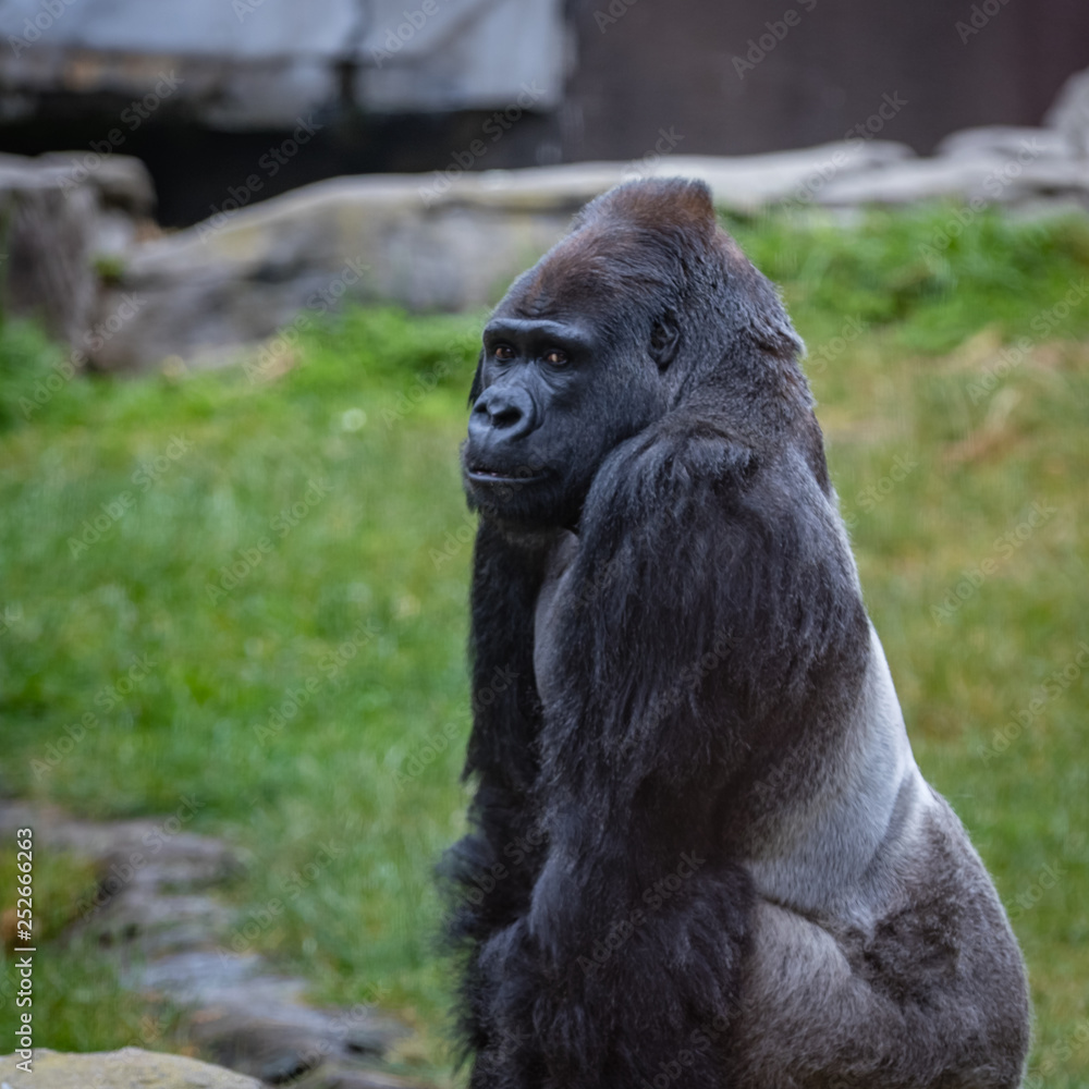 And pose ! Gorilla, standing, upright, by Dave Ashwin. Photo stock -  StudioNow