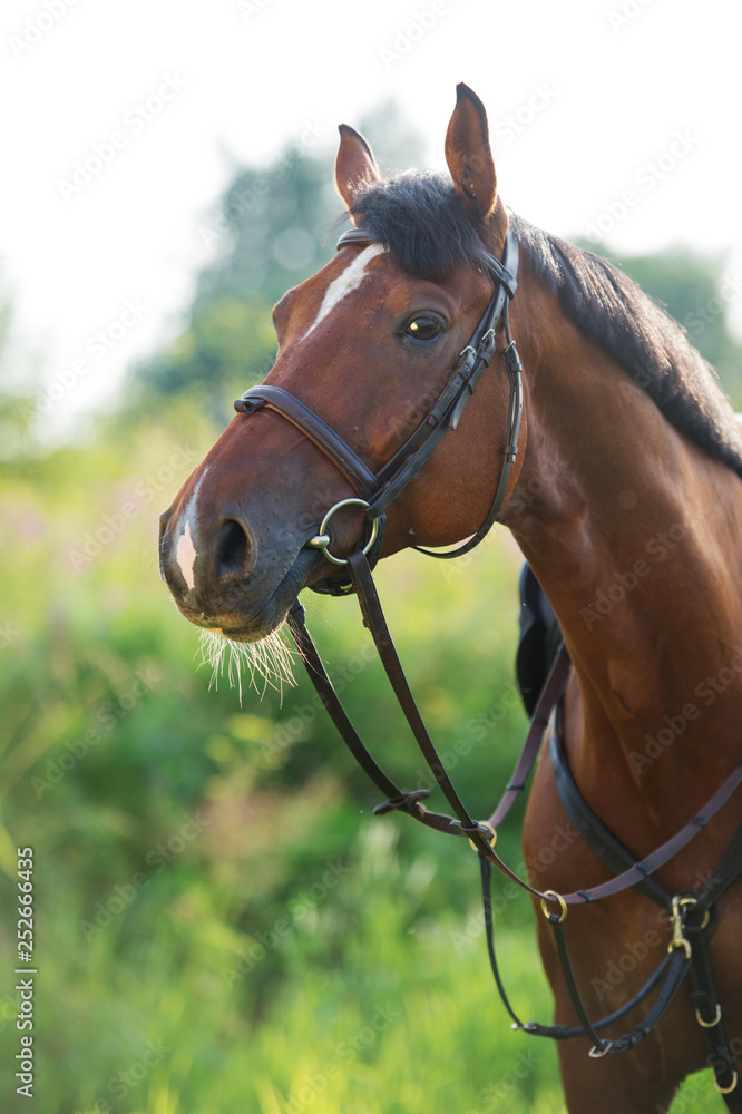 portrait of sportive horse on meadow portrait of sportive horse on meadow