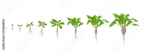 Sugar beet plant. Growth stages. Vector illustration. Beta vulgaris subsp. Ripening period. The life cycle. Root grown commercially for sugar production. Use fertilizers. On white background.