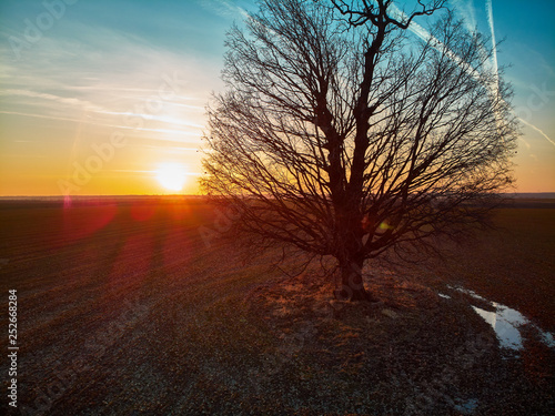 Big oak tree at sunset © Xalanx