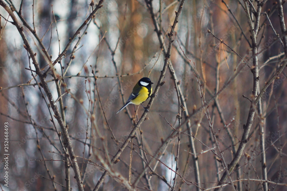 Fototapeta premium Little tit on a branch in the winter-spring pine forest.