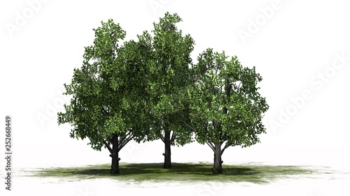 Sugar Maple cluster on a green area - separated on white background
