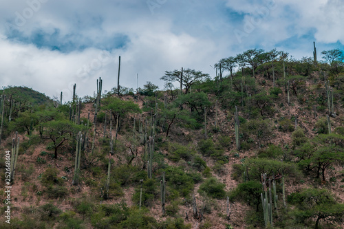 Mountain full of cactus