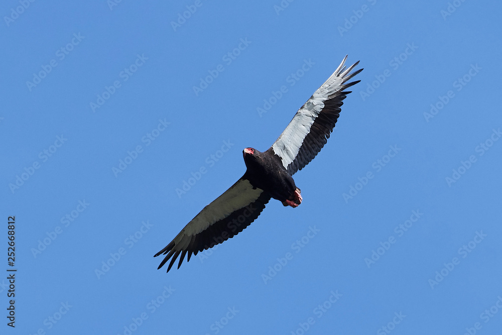 Naklejka premium Bateleur (Terathopius ecaudatus)