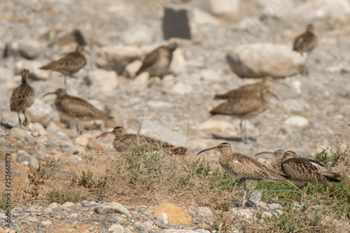 Whimbrel   Numenius phaeopus