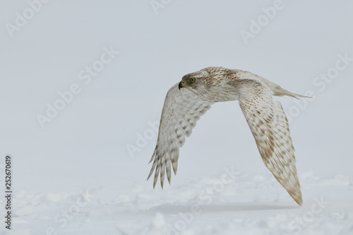 Northern goshawk - white and grey morph flying
