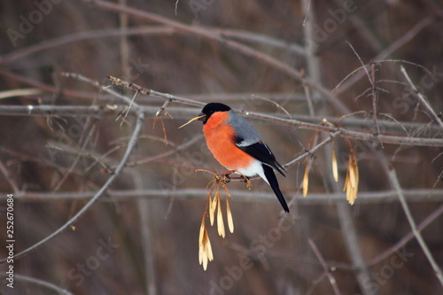 The red bullfinch, sitting on a branch, feeds on the seeds of a tree.