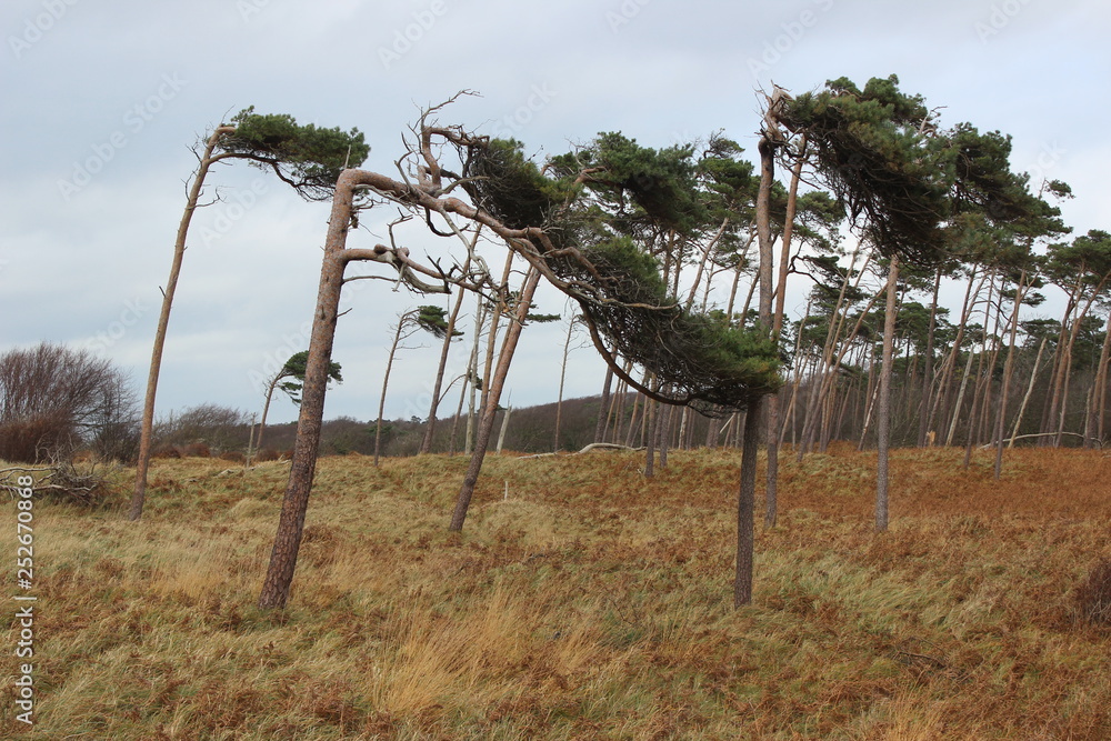 Windflüchter Strand Weststrand Prerow Fischland Darß Windflüchter Strand Weststrand Prerow Fischland Darß