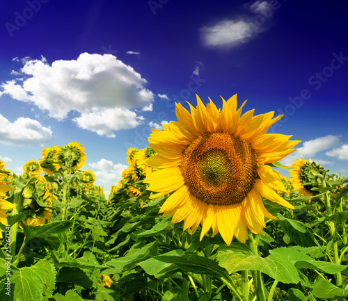 Beautiful sunflower against blue sky