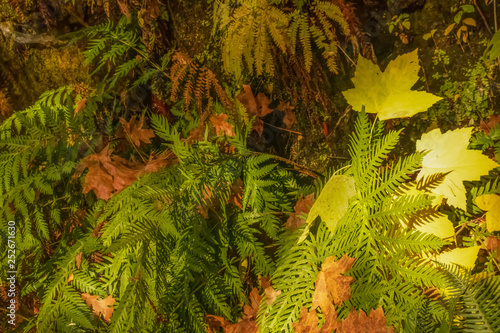 Background of wet ferns and colorful autumn leaves on rain forest floor