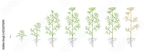 Dill, fennel plant. Growth stages. Vector illustration. Anethum. Ripening period. Dill life cycle with root and seeds Use fertilizers. On white background.