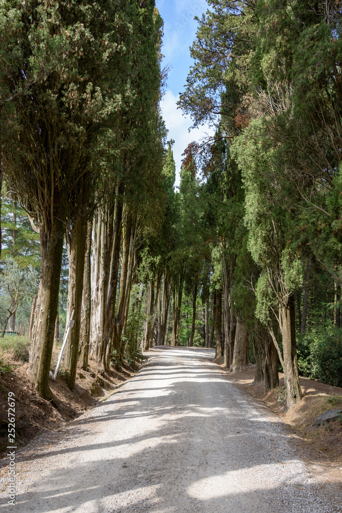 Fototapeta premium Auf dem gebiet um das Castello di Brolio welches der Familie Ricasoli gehört werden hervorragende Rot und Weißweine gekeltert. Insbesondere der Chianti Classico