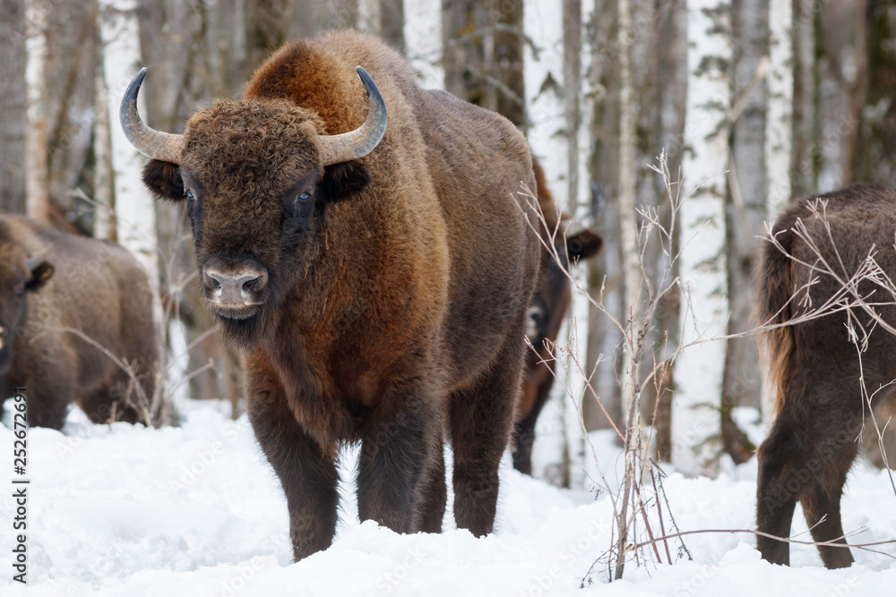 Fototapeta premium European bison (wisent)
