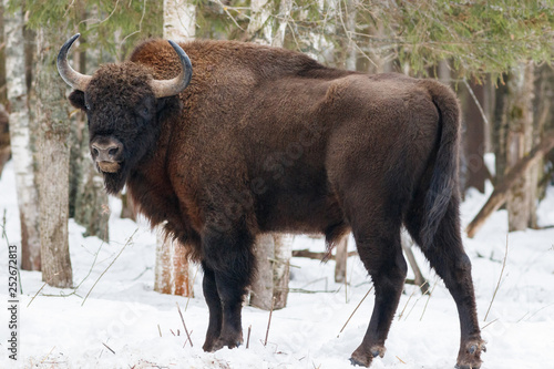 European bison (wisent)