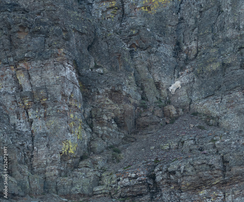 Mountain Goat Jumps Down Rock Face