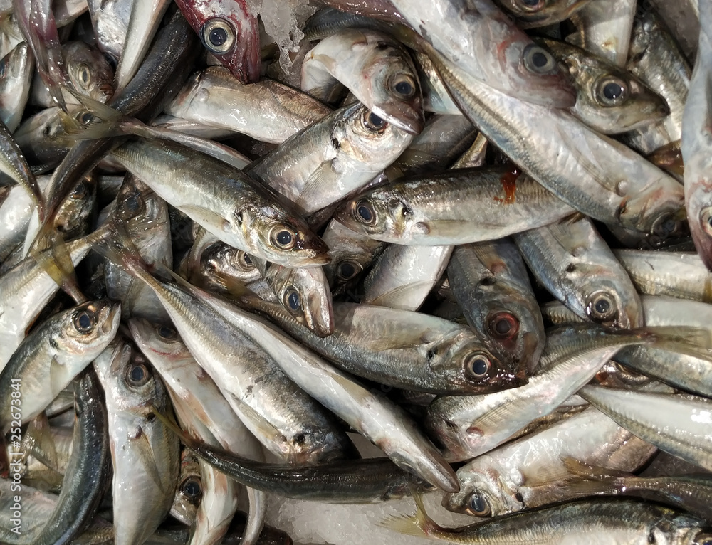 Fresh Portuguese sardines for sale on ice in fish market. Close up.