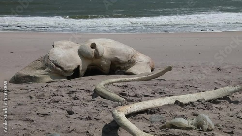 Whale skull and bone along Skeleton Coast Namib Desert with Shipwreck and Ocean in the background, Namibia photo