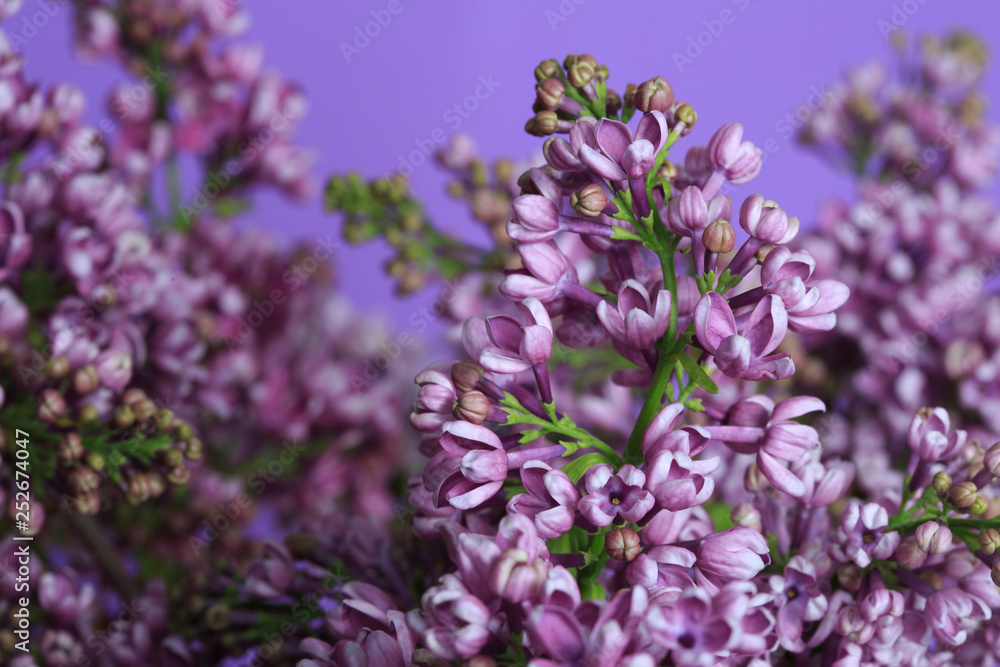 Lilac flowers on a purple background, macro.