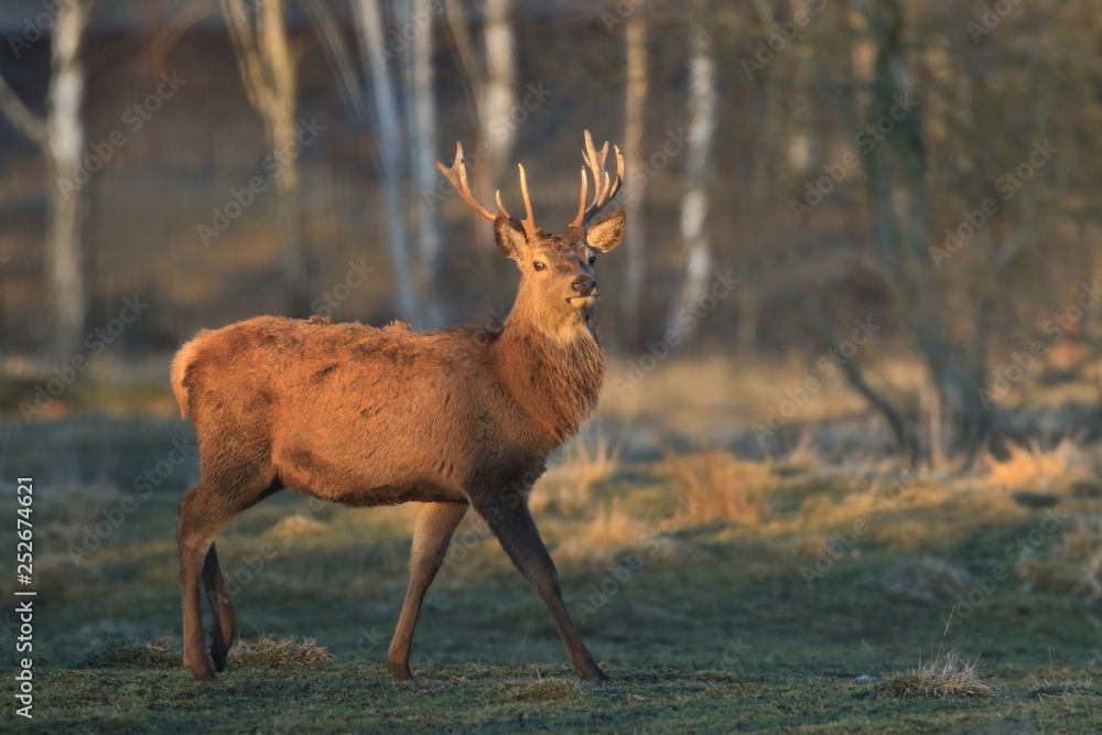 Red deer in nice sunlight during mating season. Portrait of adult red deer stag in forest. cervus elaphus. Wildliofe scene from nature Red deer in nice sunlight during mating season. Portrait of adult red deer stag in forest. cervus elaphus. Wildliofe scene from nature