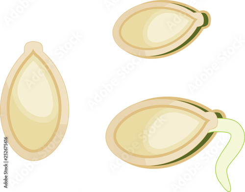Pumpkin seed germination isolated on white background