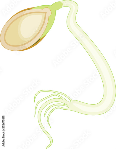 Pumpkin seed germination isolated on white background