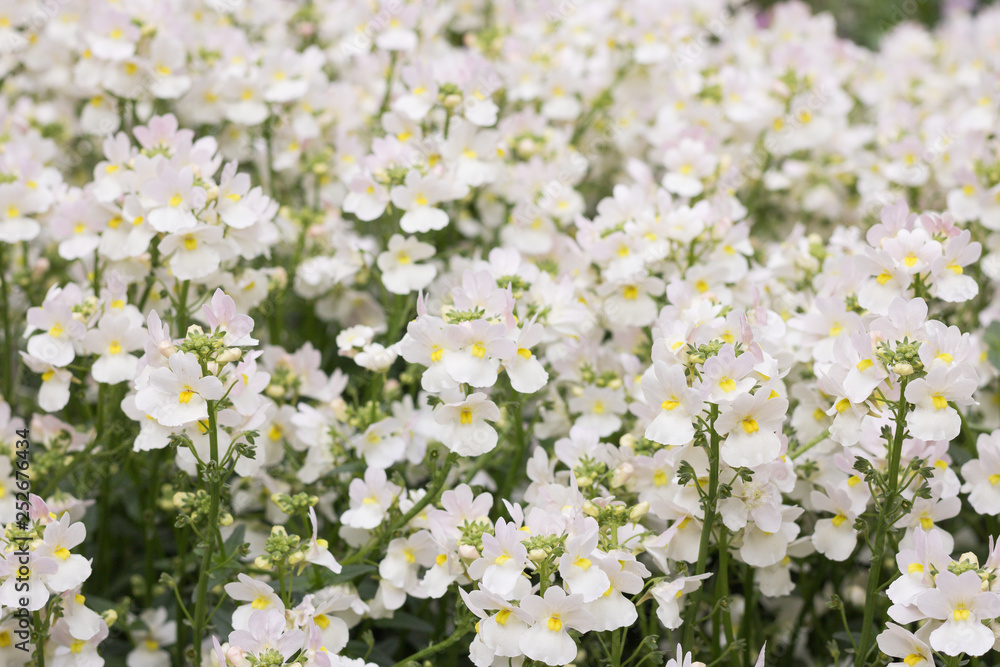 Beautiful View of White Flowering Meadow Background. Beautiful View of White Flowering Meadow Background.