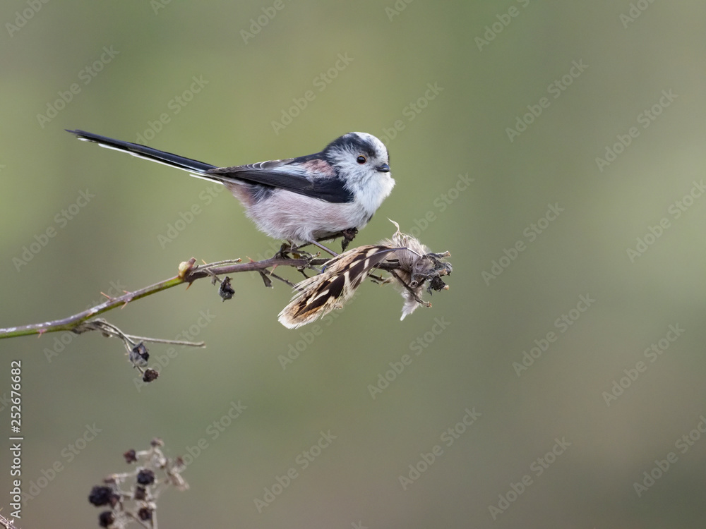 Fototapeta premium Long-tailed tit, Aegithalos caudatus