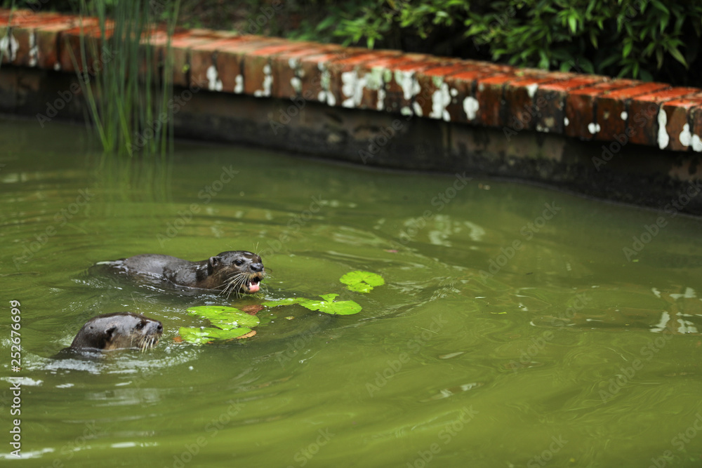 Fototapeta premium Smooth-coated Otter (Lutrogale perspicillata) in Singapur