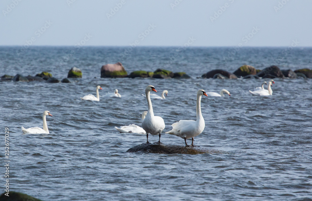 flock of swans in the water