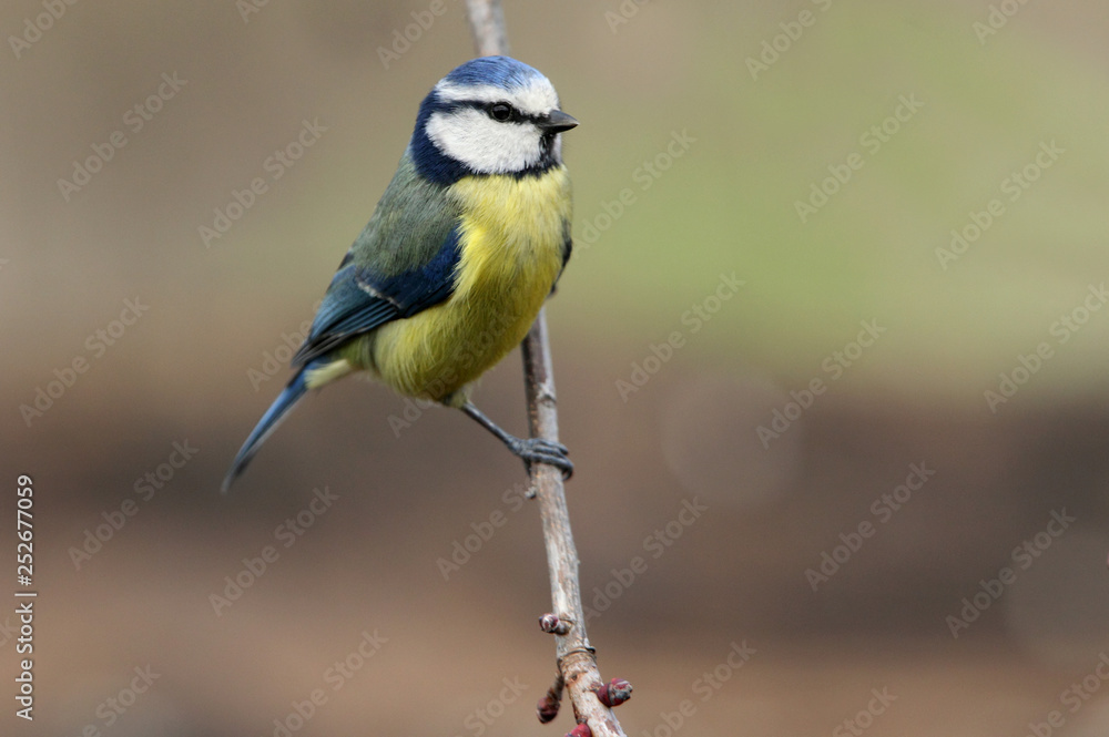 Fototapeta premium Blue tit. Cyanistes caeruleus
