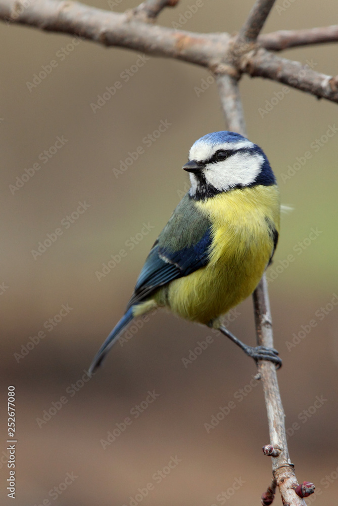 Blue tit. Cyanistes caeruleus Blue tit. Cyanistes caeruleus