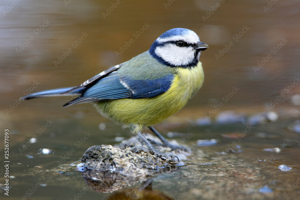 Obraz premium Blue tit. Cyanistes caeruleus