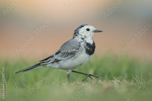 White wagtail (Motacilla alba) on the grass. 