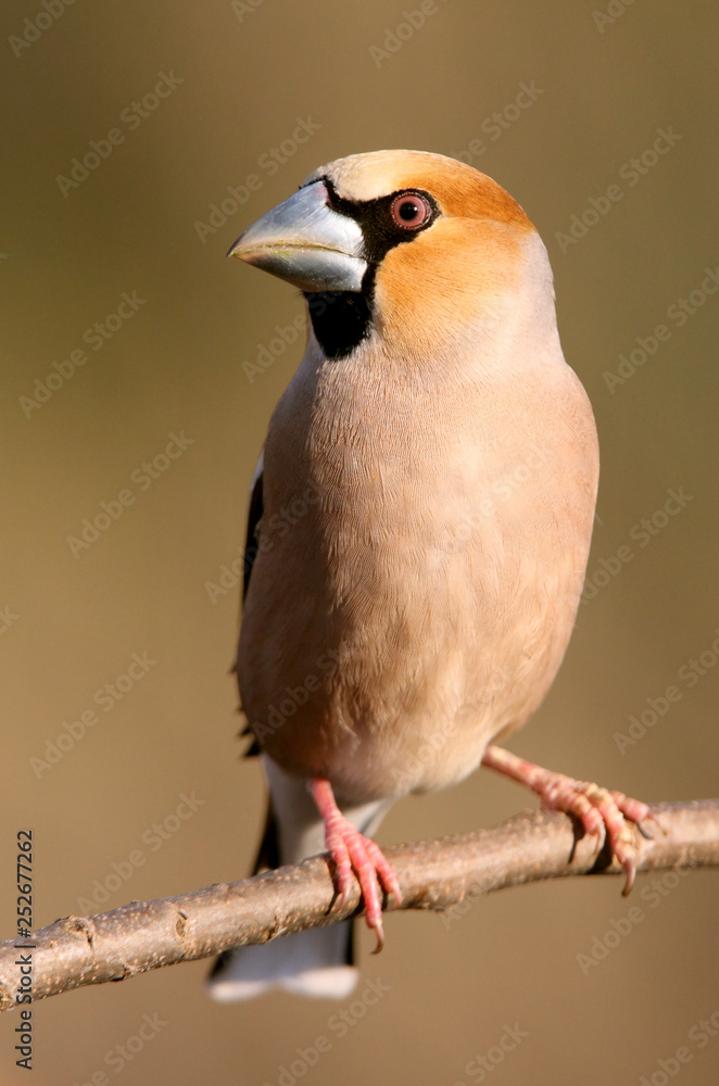 Fototapeta premium Hawfinch. Coccothraustes coccothraustes