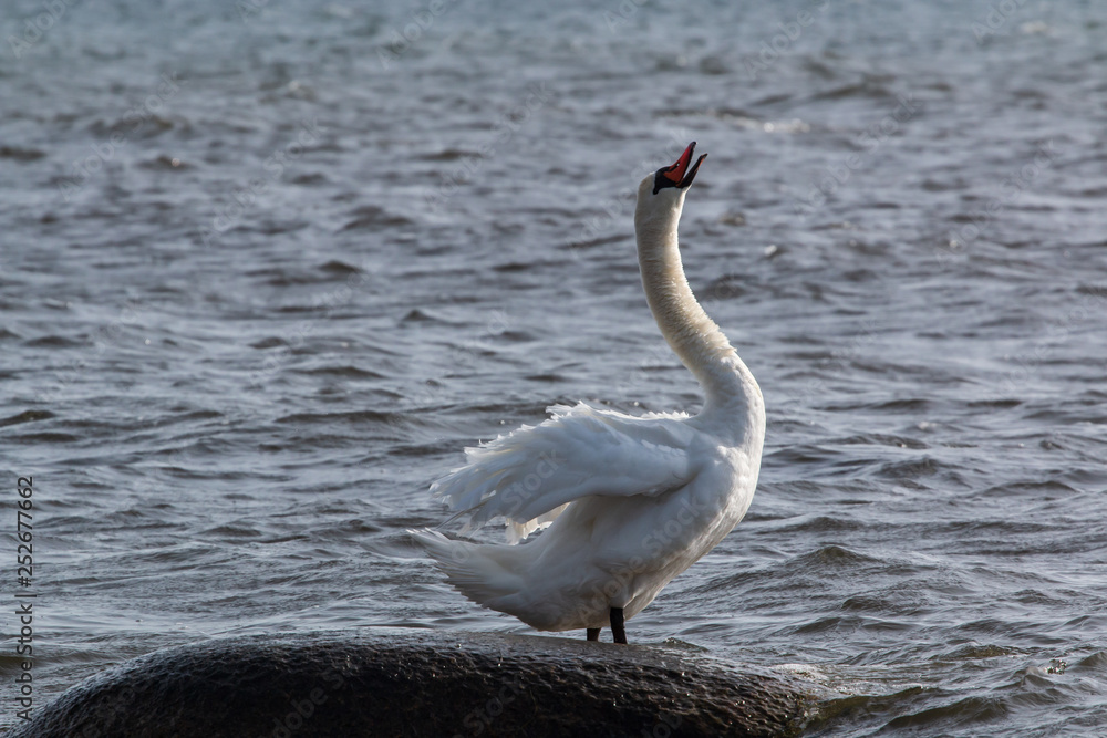 swan on water on a rock swan on water on a rock